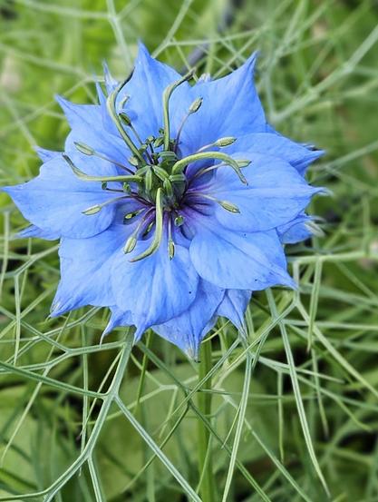 Nigella Damascena ... this closeup photo is of a stunningly brilliant, multi-petalled & multi-layered blue blossom with a purplish centre. In the middle are stamens, pistils and other floral parts I don't know the names for. The entire flower appears to be floating above a green mist of delicate, fuzzy-looking foliage (hence its common name of Love in the Mist). 