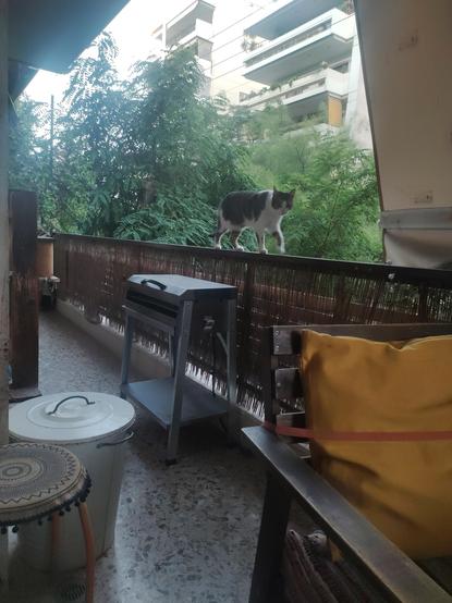 #Anarchodiva #Rallou  ανέμελη στο #κάγκελα late #Caturday
The image depicts a balcony scene with a cat walking along the top of a bamboo fence. The balcony is furnished with a wooden chair with a yellow cushion, a small round stool with a patterned cushion, and a white trash bin with a lid. A portable grill is positioned on the balcony floor. The background features lush green foliage and a multi-story building with balconies. The cat is gray and white, walking confidently on the fence, with its body parallel to the balcony railing. The balcony floor is made of a speckled stone material, and the overall atmosphere is calm and domestic.

Provided by @altbot, generated privately and locally using Ovis2-8B

🌱 Energy used: 0.164 Wh