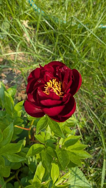 A single rich, dark red Peony. It's almost impossible to see, but there is a single ant in the upper left quadrant, about mid way from the center. It's not evident in the picture but the sunlight on the ant reflects an iridescent green.