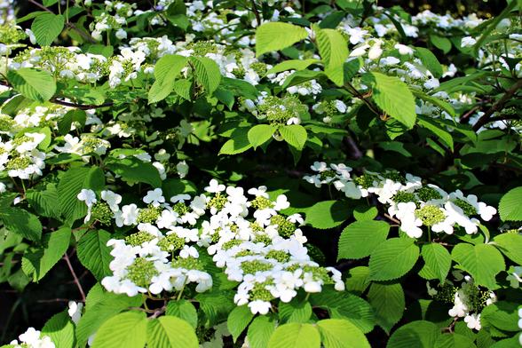 Large blooms of white petals encircle a large green lacy middles covering branches of a bush along with green leaves.