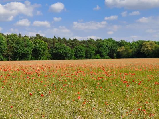 Die untere Hälfte des Fotos besteht aus einem Meer von Mohnblumen.
Oberhalb ist das satte Grün eines angrenzenden Waldes zu sehen. Darüber nimmt  blauer Himmel mit vielen kleinen Wolken ungefähr ein Drittel des Bildes ein.
Da die Aufnahme etwas unscharf ist, sieht der Mohn aus wie gemalt.
Von Monet gibt es tatsächlich sehr ähnliche Motive.