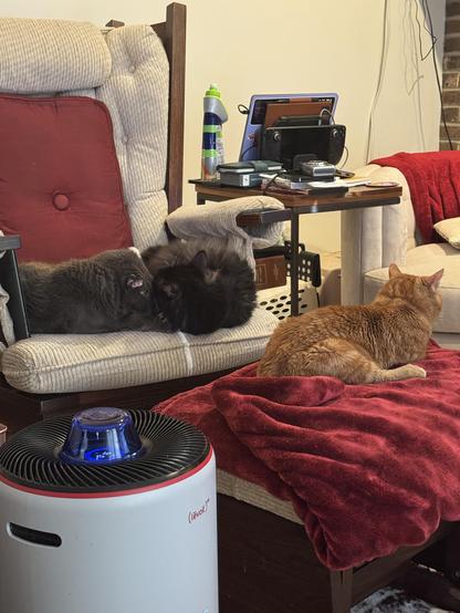 A cozy indoor setting with three cats. Two cats, one gray and one black, are nestled together on a chair, while an orange cat is sitting on a table covered with a red blanket. Nearby, there is a small air purifier and various items.