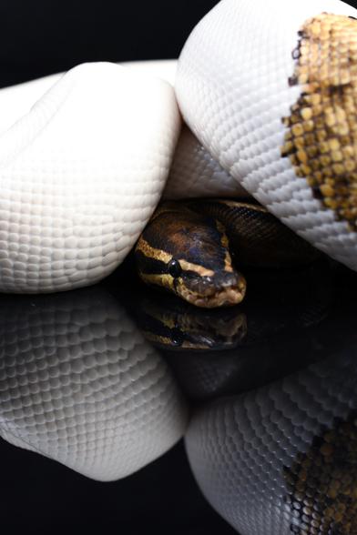 A ball python with the piebald mutation is curled up with her coils over her head on a black reflective surface.