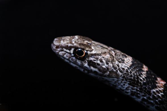 The head and neck of a western coachwhip, in muted brown colours with a ruddy ring around her pupil.