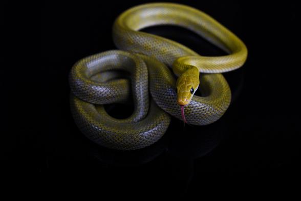 A green rat snake curled up on a black background, red tongue flicking out.