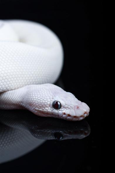 A leucistic blue-eyed ball python curled up on a black, reflective surface. Part of his coils and his head are visible.