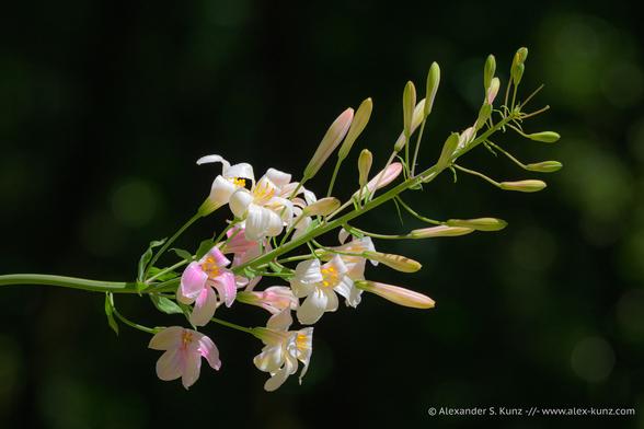 Close-up photo of the inflorescence stalk of a lily, with many individual flowers in pink and white with yellow anthers. The older flowers on the flower part of the inflorescence are all open, the newer ones towards the end are still in bud. The plant is in full sun, isolated against an almost entirely dark background of deep forest.