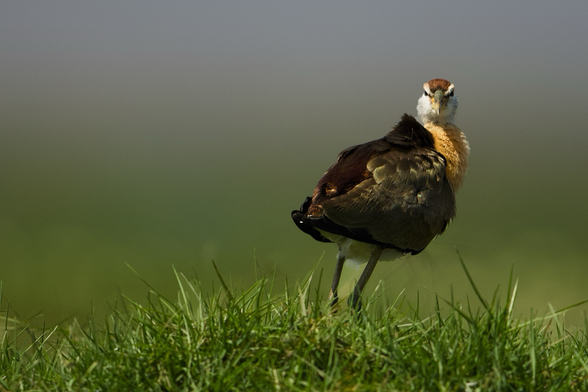 A juvenile Bronze-winged Jacana standing on the patch of grass in a wetland.