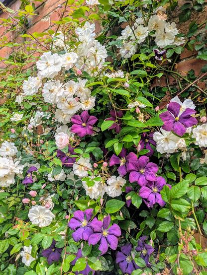 White rambling rose up a Victorian cottage wall with purple clematis climbing intertwined. Beautiful pairing 🤩