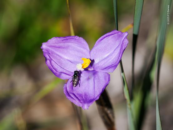 A bright purple three-petaled flower with yellow anthers and white stigma. A small black soldier fly is sitting on the lowest petal.