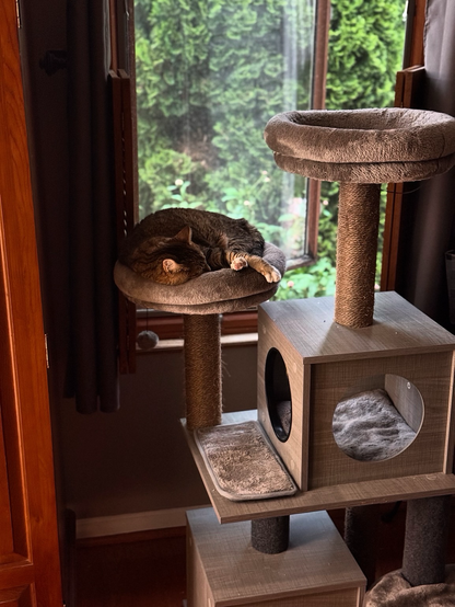 Gorgeous white paw cat napping on a cat condo with the window open.