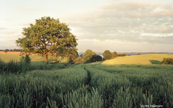 Sommer