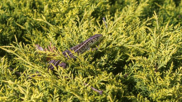 Photo of a small spotted green/brown lizard laying on top of a green hedge.