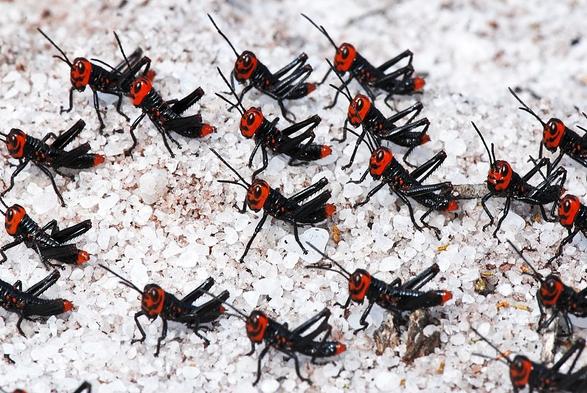 Nymphs of Chromacris speciosa, Paulo César Vinha State Park, Espírito Santo, Brazil.