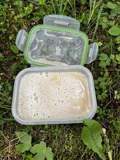 Auf einer Wiese steht eine Tupperdose mit Deckel. Darin befindet sich Hafermilch