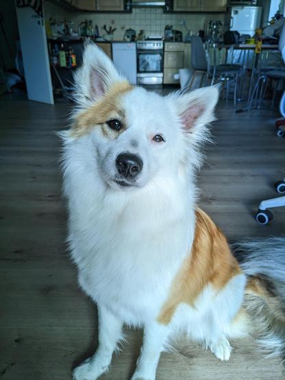 Red and white icelandic sheepdog sits on the floor and looks at the camera, all fluffy and clean, and well-groomed like the pretty little girl she is (for the next 2-3 hours max, one can hope)