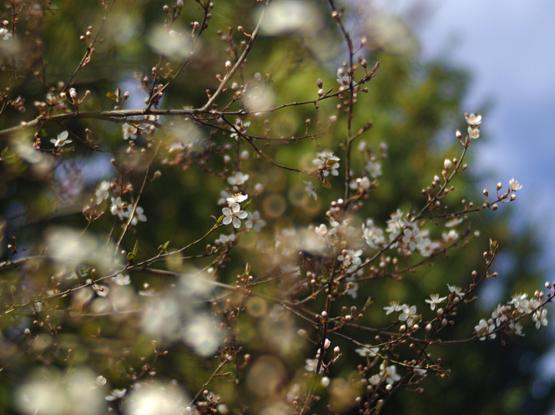 A colour photo of a brach sprouting flowers. The background and forground are washed out with large Bokeh bubbles. In the background there is a green bush or tree and sky