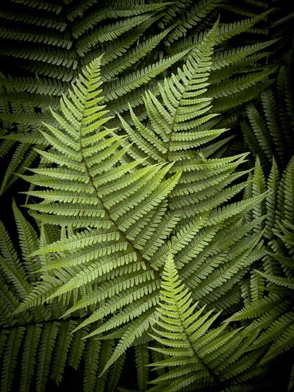 Close-up of overlapping green fern fronds with detailed, symmetrical leaflets creating a natural, textured pattern