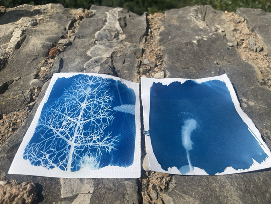 Deux cyanotypes en pleine nature dont un de fenouil sauvage