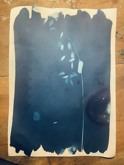 Cyanotype grand format