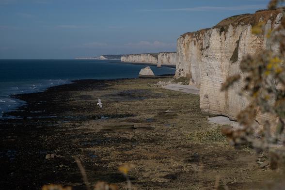 A coastal landscape featuring high white cliffs along a shoreline, with exposed rocks and seaweed in the foreground. A seagull can be seen flying over the water.