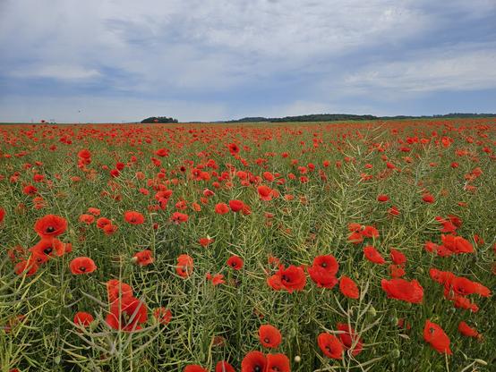 Champ de coquelicots sous un ciel orageux.