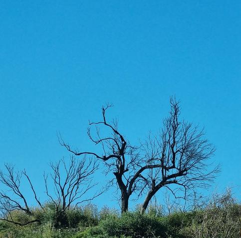 Albero spoglio estende i suoi rami nel cielo blu e le radici in terra arida