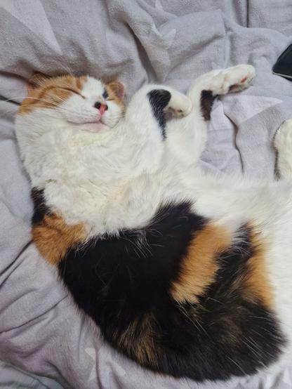 A calico cat is sleeping peacefully on a bed, curled up with its paws tucked under its chin, displaying its distinctive orange, black, and white fur. The background shows a soft blanket.