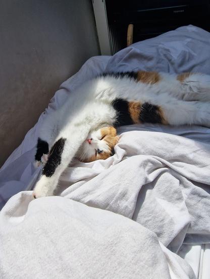 A calico cat is sprawled comfortably on a bed with white bedding, relaxing in a sunlit spot. The cat has one paw stretched out and appears to be enjoying a nap.