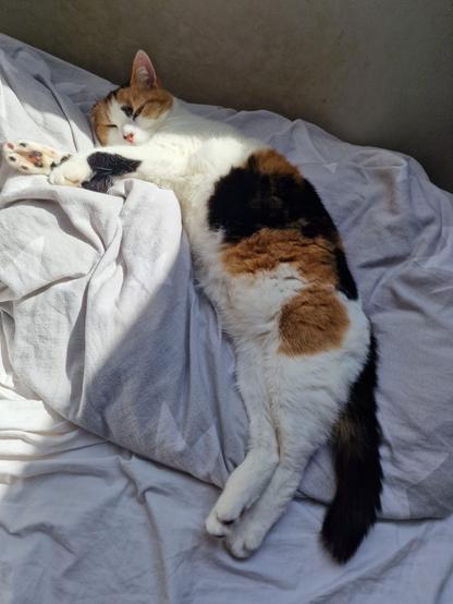 A calico cat is sleeping on a bed, stretched out on a wrinkled blanket. The cat has a mix of orange, black, and white fur, with its eyes closed peacefully. Sunlight is gently illuminating the scene.