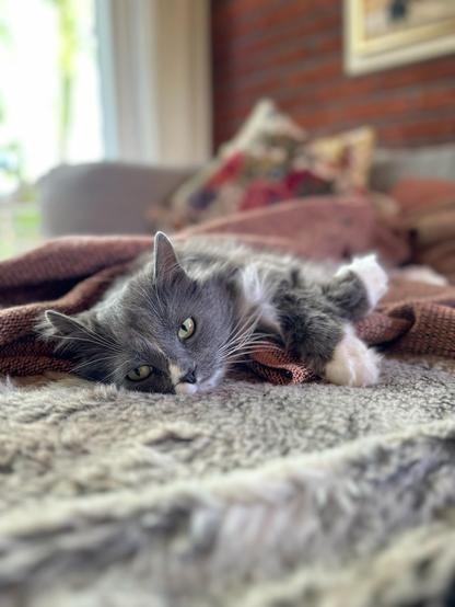 En grå och vit långhårig katt ligger på sidan på en filt i en soffa och tittar mot kameran med halvöppna ögon. Hans stora grå och vita tassar är korsade framför hans kropp.