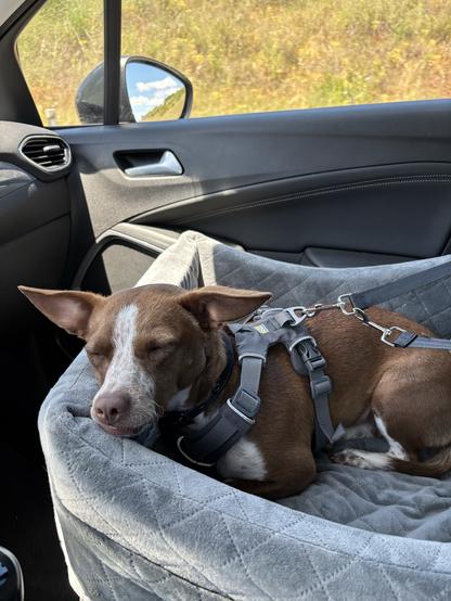 A small brown dog with white markings is resting in a pet seat cover inside a car. The dog is wearing a harness and appears calm with its eyes closed. The car's interior is visible, along with a view of greenery outside the window.