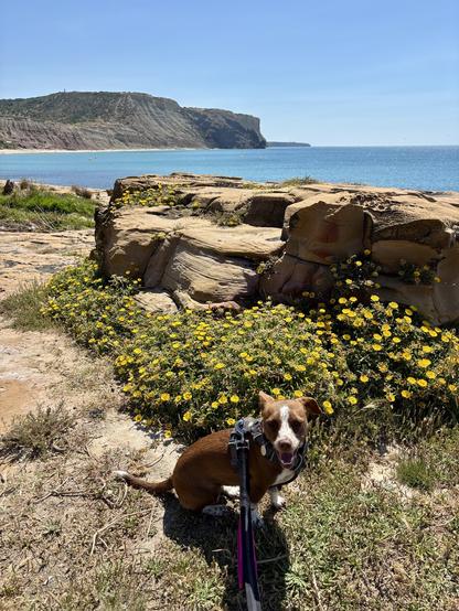 A brown dog on a leash sits in front of a rocky area adorned with yellow flowers, with a scenic view of the ocean and cliffs in the background under a clear blue sky.