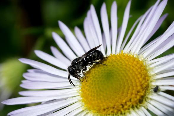 inheems 
Gewone tubebij
Stelis breviuscula
Een kleine, donkergekleurde bij, Gewone tubebij
( Stelis breviuscula ), is geplaatst in het hart van een witte bloem. De bij is zwart met subtiele grijs/zilveren markeringen. Van dichtbij is hij te zien, op het gele hart van de bloem. De bij lijkt actief te eten. De bloem heeft een licht paars-witte kleur, met vele lange, dunne bloemblaadjes die naar buiten stralen. Het hart van de bloem is levendig geel met ingewikkelde, gestructureerde details. De achtergrond is een zacht, onscherp groen/donkergroen, waardoor een geringe scherptediepte ontstaat die de aandacht vestigt op de bij en de bloem. De belichting is helder en direct, waardoor de details van de bij en de bloem worden benadrukt. Het perspectief is recht tegenover de bij, in een licht hoog standpunt. De compositie is gericht op de ingewikkelde details van de bij en de bloem. De stijl is naturalistisch en gedetailleerd, en benadrukt de schoonheid van het kleine diertje binnen de bredere context van de natuurlijke wereld.