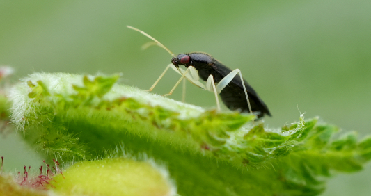 Een macro-opname van een klein insect, Hazelaarbleekpoot ( Phylus coryli ), geplaatst op een felgroen blad. Het insect, overwegend zwart met lichtdoorlatende witte poten, is scherp in beeld, iets naar links kijkend, met zijn slanke voelsprieten omhoog gericht. Zijn kop is voorzien van prominente roodpaarse ogen. Het insect zit op een getextureerd, heldergroen blad, met fijne haartjes of borstelharen zichtbaar op het bladoppervlak. De voorgrond bestaat uit een wazig, gelijksoortig groen blad, wat diepte toevoegt aan de afbeelding. De achtergrond is onscherp, zachtgroen, wat zorgt voor een geringe scherptediepte. De belichting oogt natuurlijk, met zachte schaduwen die diffuus zonlicht suggereren, wat een heldere en realistische sfeer creëert en de texturen en fijne details benadrukt. De compositie is gecentreerd, waardoor het insect en de complexe details van zijn omgeving worden benadrukt.