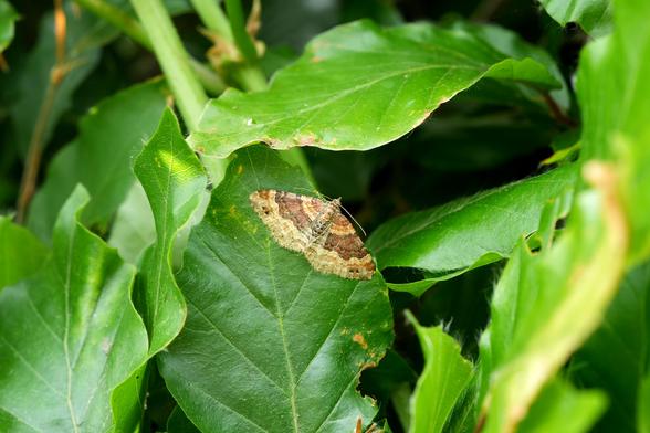 Een lichtbruine mot, Vierbandspanner onbekend ( Xanthorhoe ferrugata / spadicearia ) met donkerbruine markeringen rust op een heldergroen blad. De vleugels van de mot zijn gespreid en hij is centraal op het blad geplaatst, dat zich in het midden van de afbeelding bevindt. De omringende bladeren zijn onscherp, wat zorgt voor een natuurlijke, bladrijke achtergrond. De belichting is helder en de kleuren zijn levendig, waardoor de details van de patronen van de mot en de verschillende tinten groen op de bladeren goed te zien zijn. Het perspectief is iets boven de mot, waardoor het blad als achtergrond wordt benadrukt. De algehele stijl is een close-up, natuurlijke observatie. Belangrijke details zijn onder andere de complexe patronen op de vleugels van de mot, de textuur van het blad en de variaties in groen tussen de bladeren.