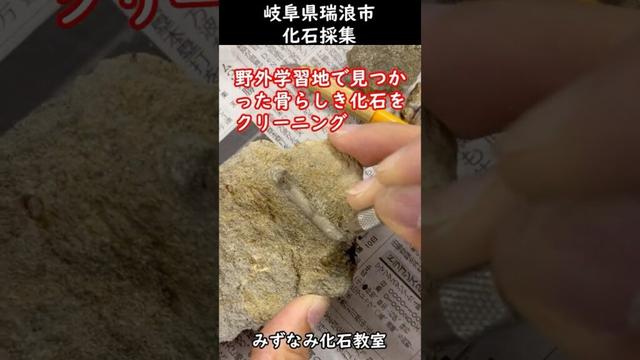 【岐阜県瑞浪市】脊椎動物化石を発見⁈瑞浪市化石博物館　#fossil  #化石  #fossildiscovery