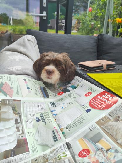 Hund legt Kopf auf Zeitung