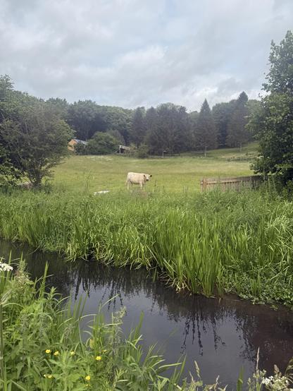 Bull in a field on the opposite side of a disused canal.