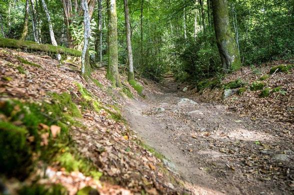 Vue de l forêt limousine.