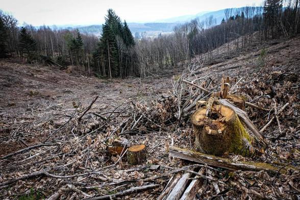 La forêt limousine après coupe-rase... ici à Châtelus-le-Marcheix.