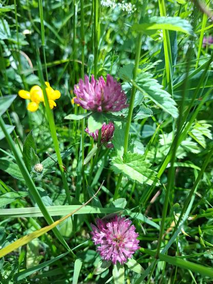 A close-up of red clover (Trifolium pratense; Wiesenklee) in full blossom shows its round, snowball-like flower head made up of many tiny, red to pink florets. The delicate petals curve gently outward, some tinged with soft blush at the tips. Nestled among lush green clover leaves and meadow grasses. In the background a yellow common bird's-foot trefoile (Lotus corniculatus; Hornklee).