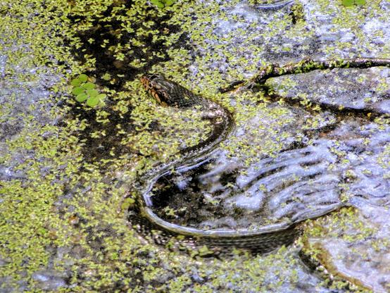 Eine junge gebänderte Wasserschlange, ungiftig, versteckt sich im Wasser