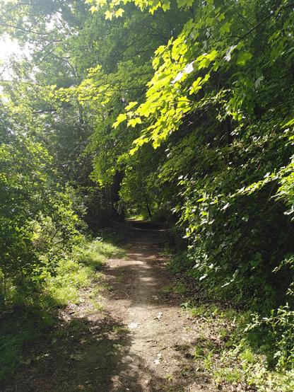 Fußpfad im Wald, Sonne scheint durch die grünen Blätter. Licht und Schatten.