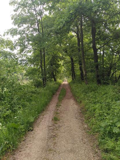Feldweg im Wald, grauer Himmel.