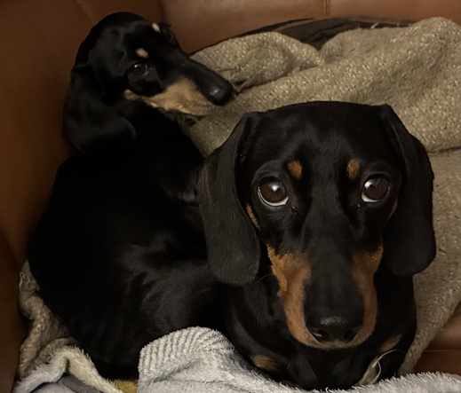 Miniature Dachshunds Max and Milo on their bed