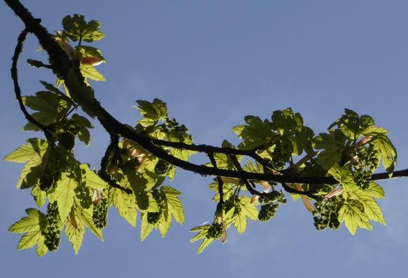 Part of a tree branch, horizontal against a vivid blue sky. Young leaves are lit up by the sun shining through them, drooping green flowers
