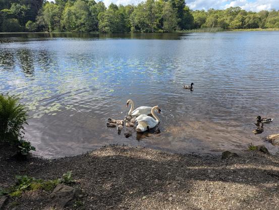 Two swans and their seven cygnets, on a Scottish loch