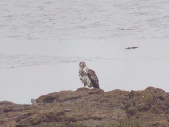 A juvenile eagle, besides not full colours yet, he's muddy, from being on the marsh. The marsh has been torn back by climate change ,there's no grass left, just clumps of mud