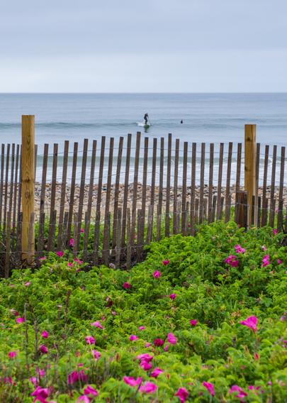 Surfers enjoy the waves after the storm. With a foreground of beach roses and framed by a dune fence.
© Tom Goetz. All rights reserved. Training an AI on this image is expressly forbidden.